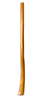 Gloss Finish Flared Didgeridoo (TW1058)